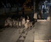 Yaban domuzları şehir merkezinde!